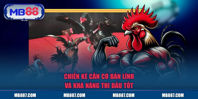 Chiến kê cần có bản lĩnh và khả năng thi đấu tốt