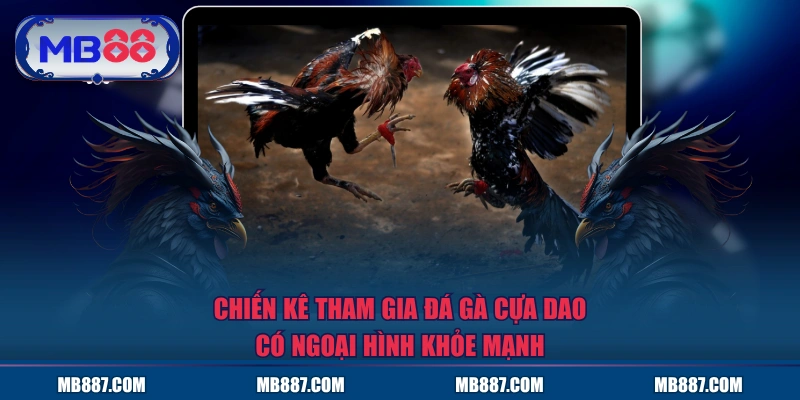 Chiến kê tham gia đá gà cựa dao có ngoại hình khỏe mạnh