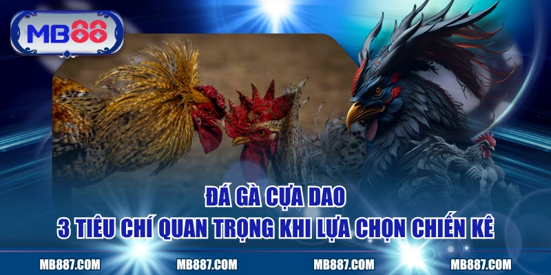 Đá Gà Cựa Dao - 3 Tiêu Chí Quan Trọng Khi Lựa Chọn Chiến Kê