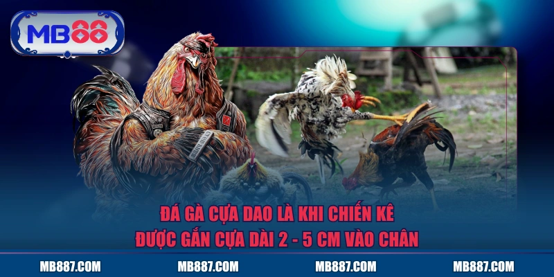 Đá gà cựa dao là khi chiến kê được gắn cựa dài 2 - 5 cm vào chân
