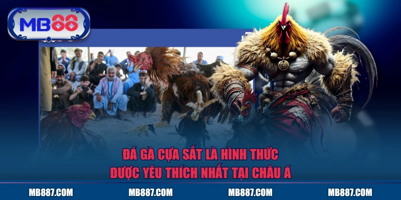 Đá gà cựa sắt là hình thức được yêu thích nhất tại Châu Á