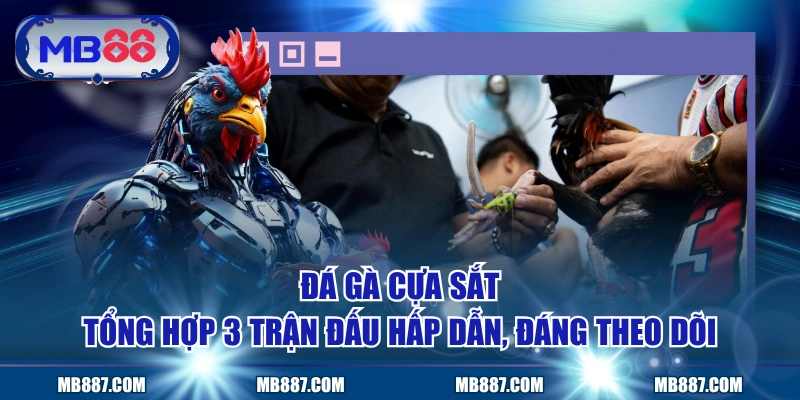 Đá Gà Cựa Sắt | Tổng Hợp 3 Trận Đấu Hấp Dẫn, Đáng Theo Dõi