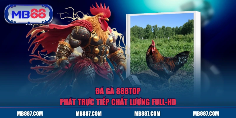 Đá Gà MB88 phát trực tiếp chất lượng Full-HD