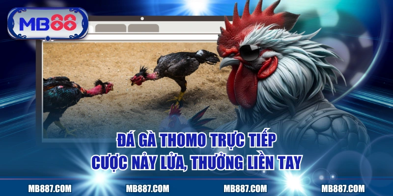 Đá Gà Thomo Trực Tiếp - Cược Nảy Lửa, Thưởng Liền Tay