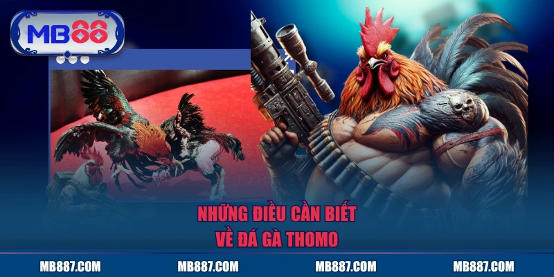 Những điều cần biết về đá gà Thomo