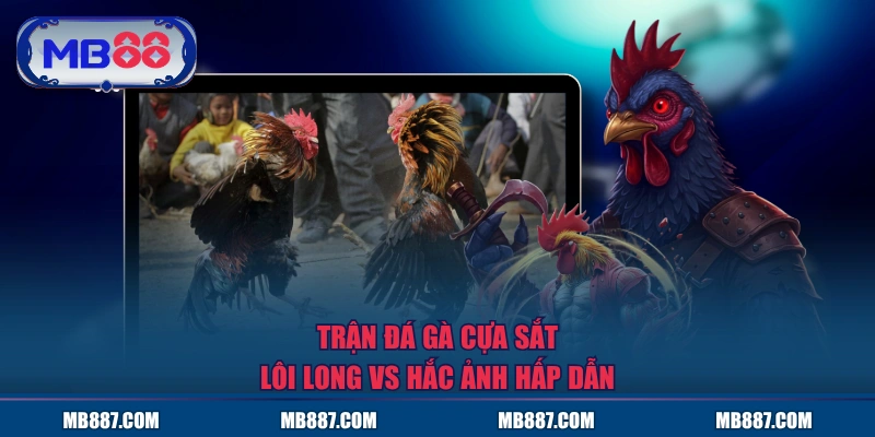 Trận đá gà cựa sắt Lôi Long vs Hắc Ảnh hấp dẫn
